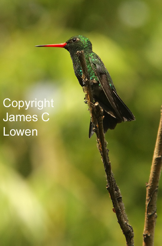 Glittering-bellied Emerald