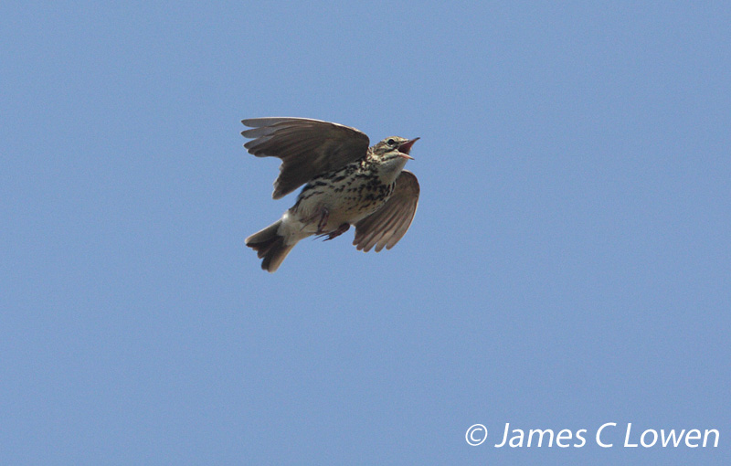 Correndera Pipit