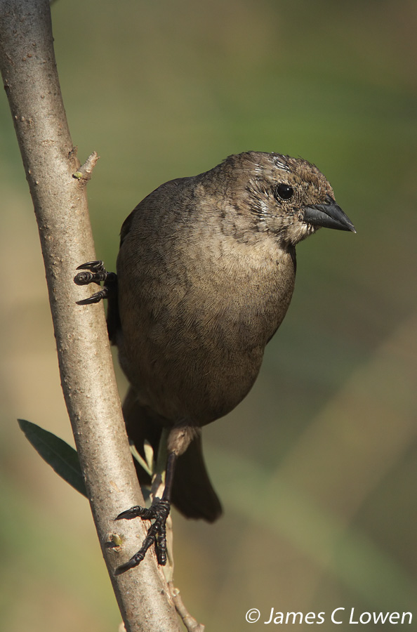 Shiny Cowbird