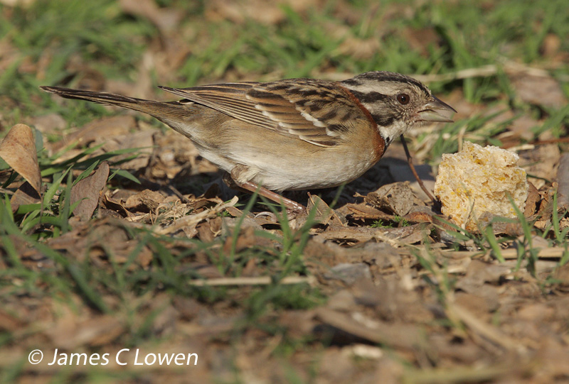 Sparrows