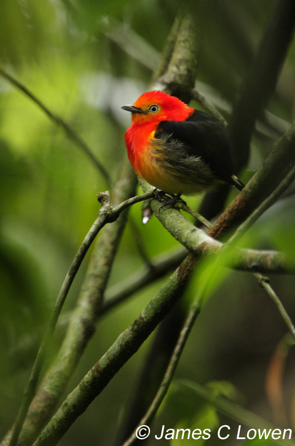 Band-tailed Manakin