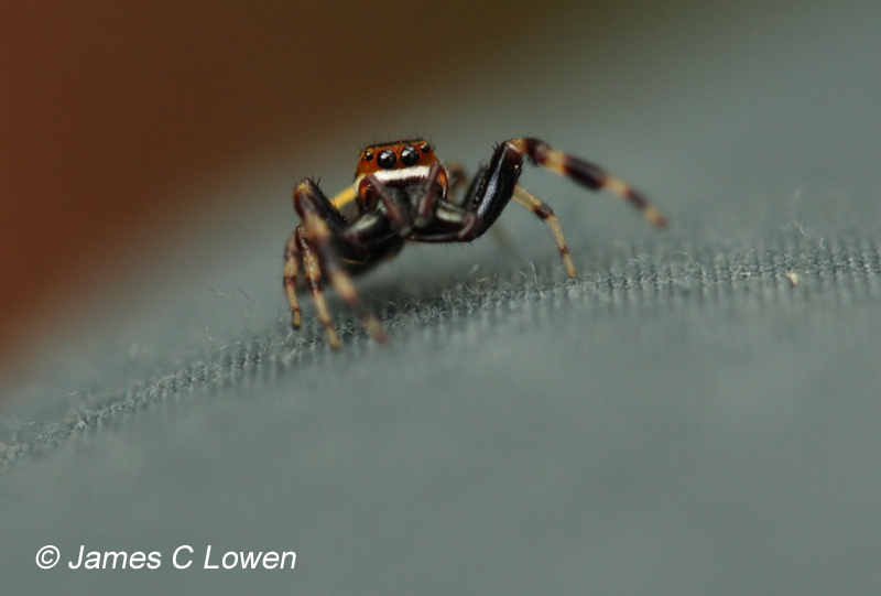 Argentina invertebrates