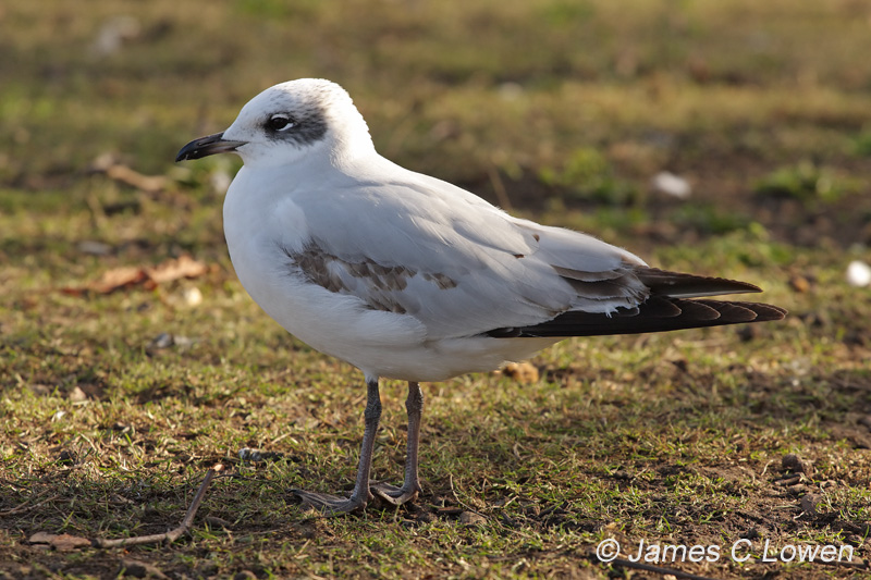 Mediterranean Gull