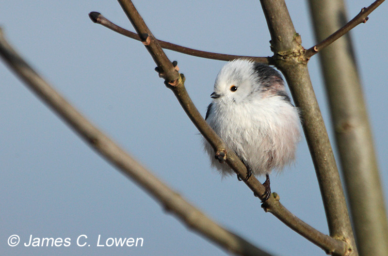 Northern Long-tailed Tit