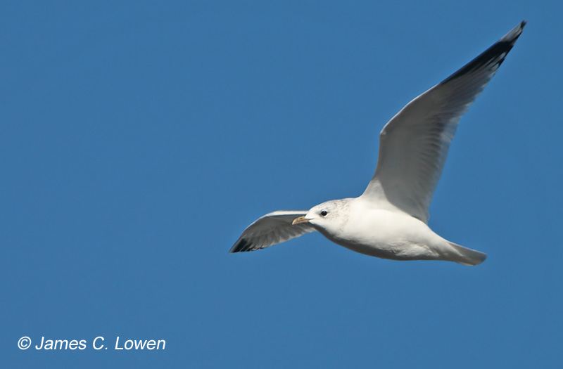 Common Gull