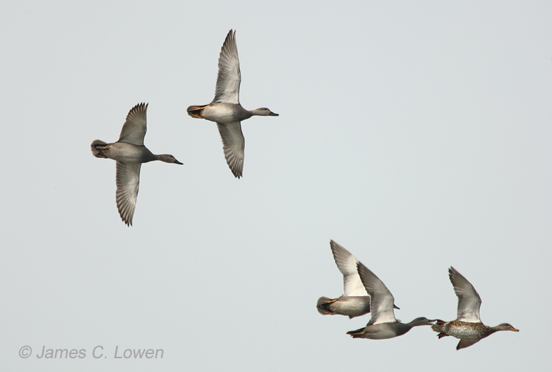 Gadwall