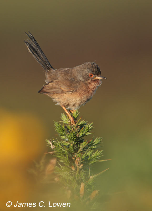 Dartford Warbler