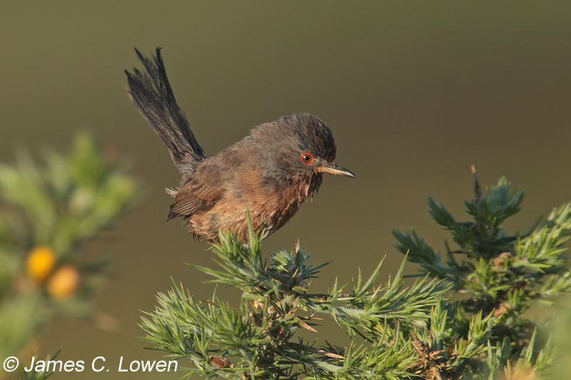 Dartford Warbler