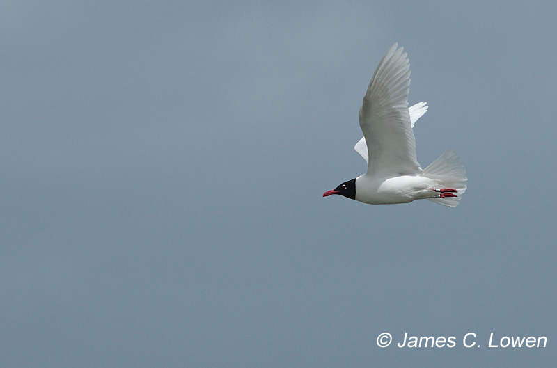 Mediterranean Gull