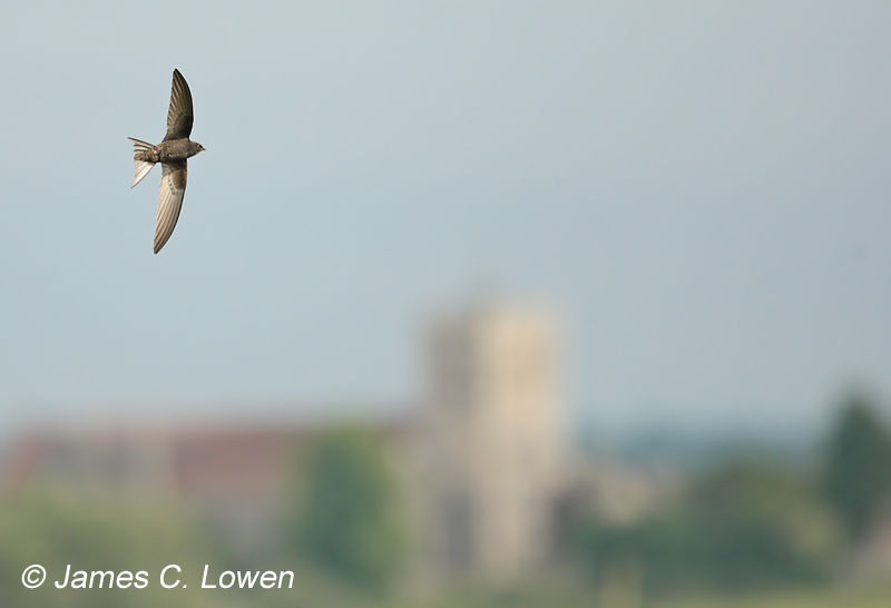 Common Swift