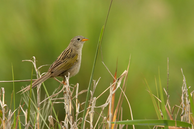 Wedge-tailed Grassfinch