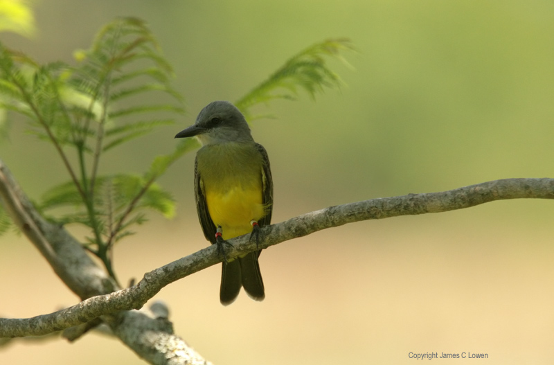 Tropical Kingbird