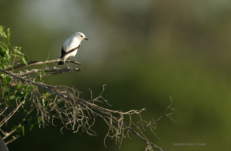 White Monjita