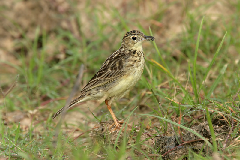 Yellowish Pipit