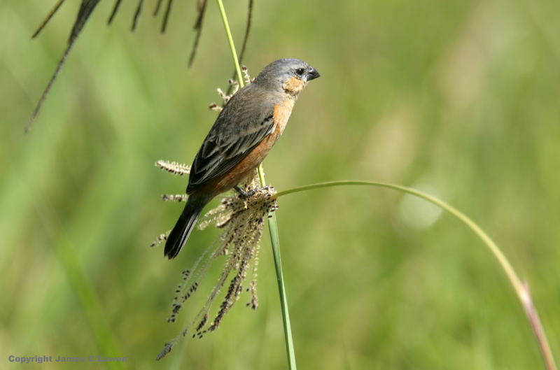 Tawny-bellied Seedeater