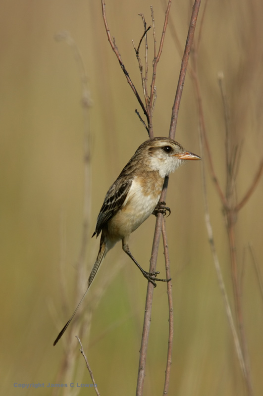 Strange-tailed Tyrant