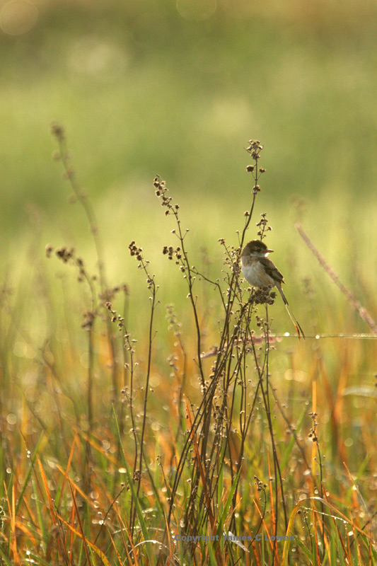 Strange-tailed Tyrant