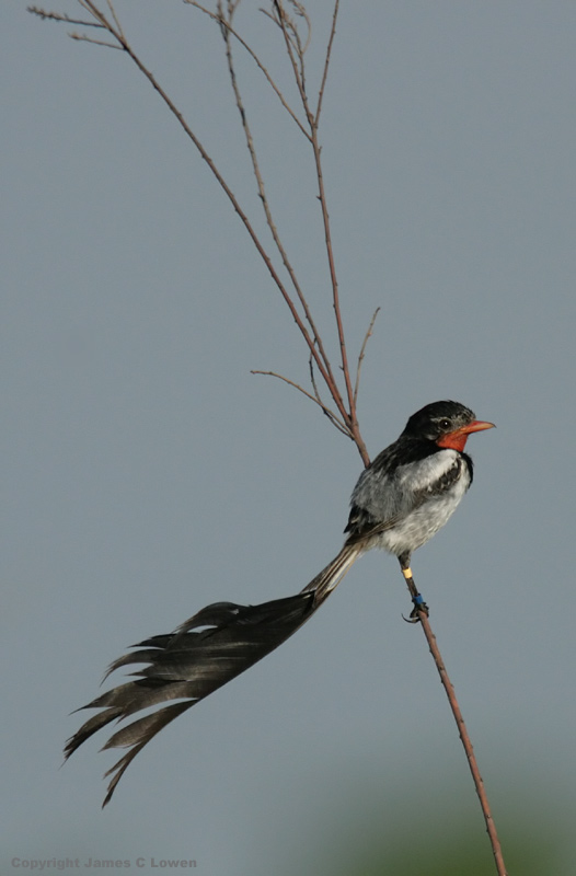 Strange-tailed Tyrant