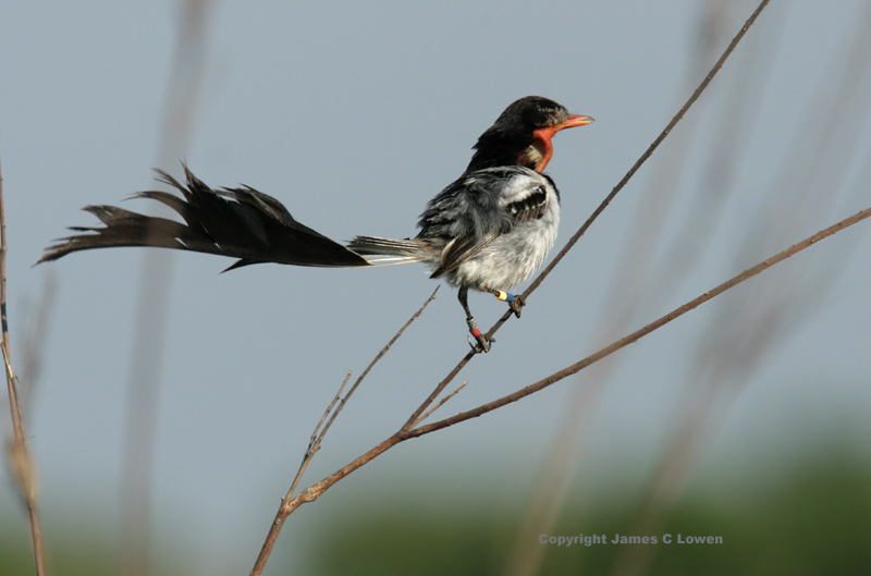 Strange-tailed Tyrant