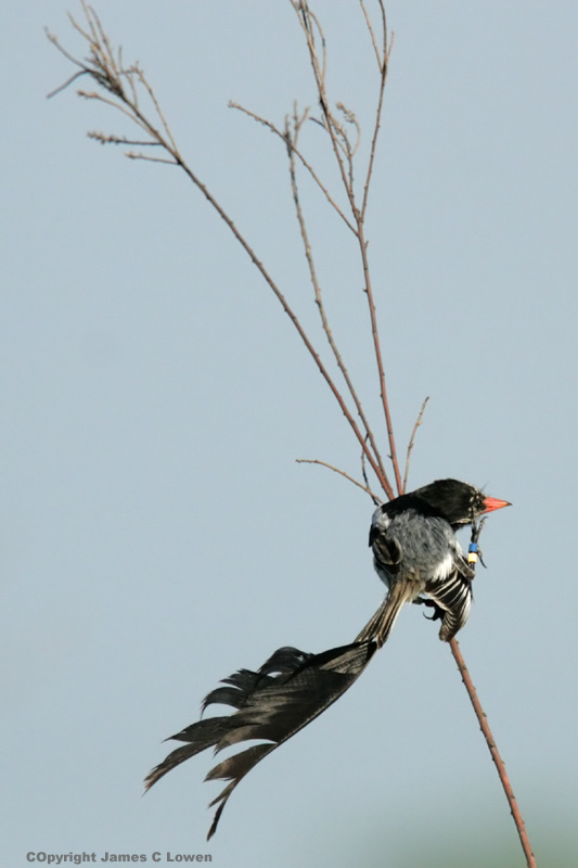 Strange-tailed Tyrant