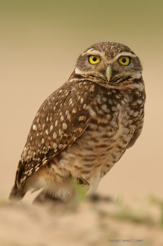 Burrowing Owl