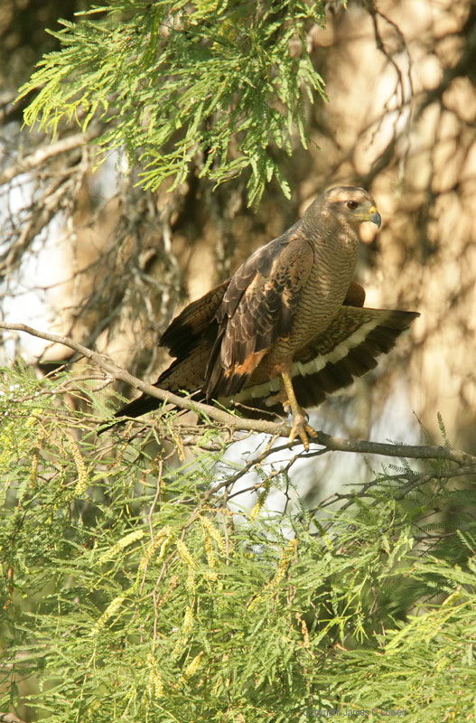 Savanna Hawk