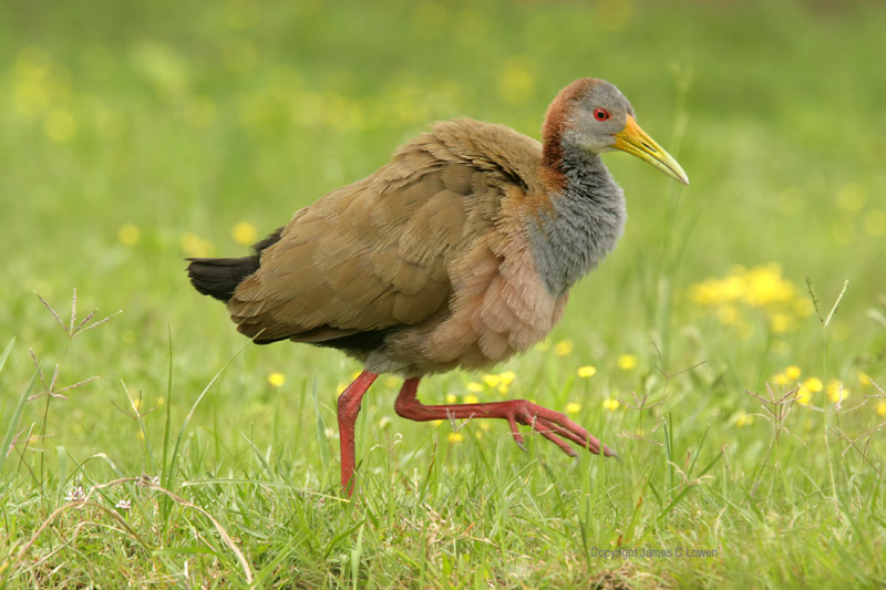 Giant Wood-rail