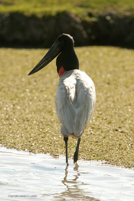 Jabiru