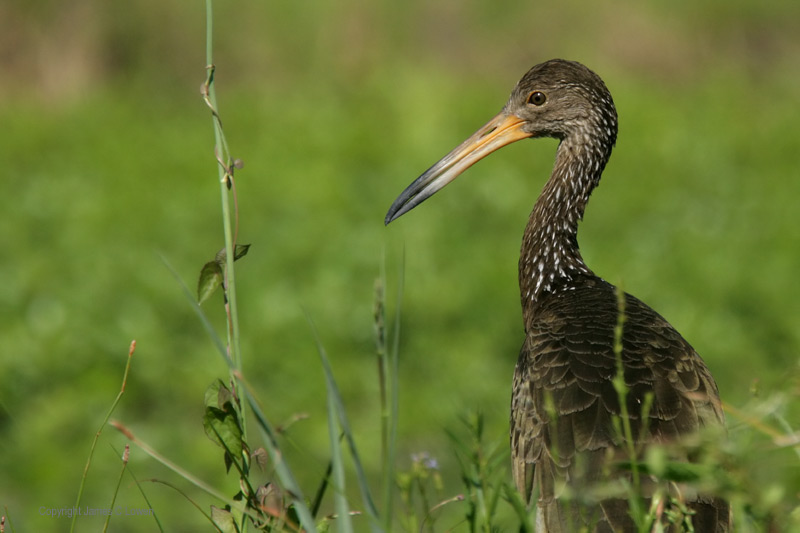 Limpkin