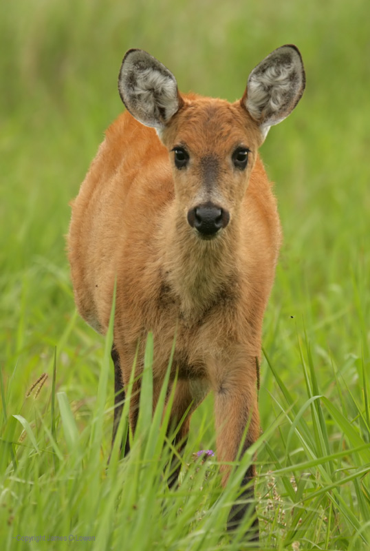 Marsh Deer