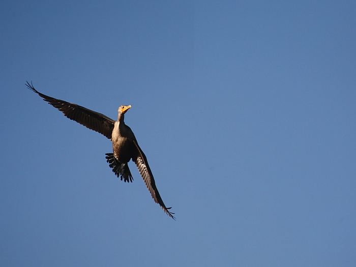 53193 flying cormorant.JPG