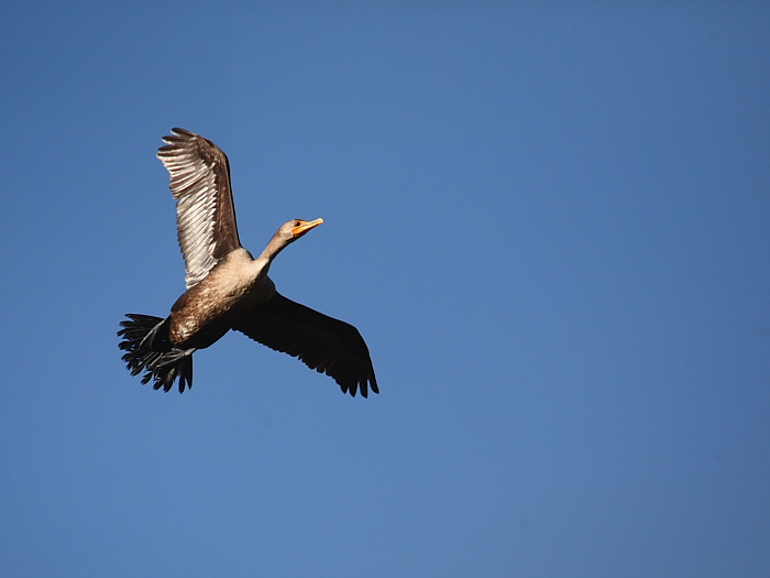 53194 flying cormorant.JPG
