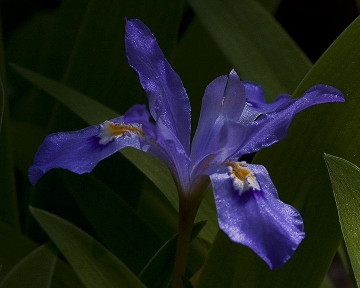 Iris in Filtered Light