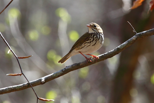 Ovenbird, Lost Valley Trail