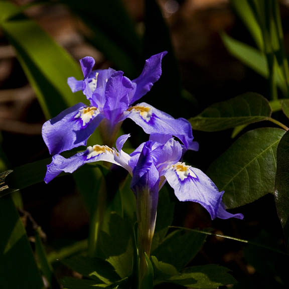 Crested Iris in Filtered Light III