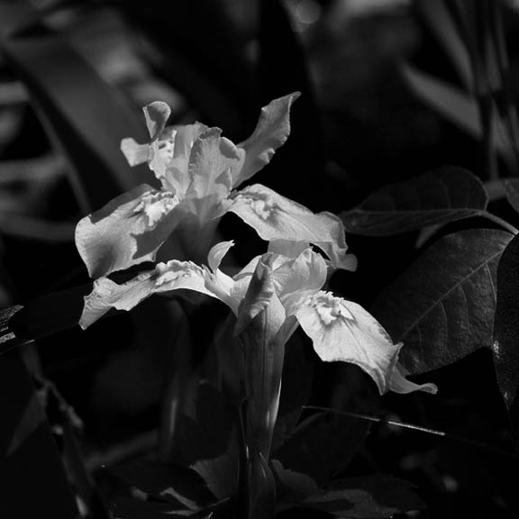 Crested Iris in Filtered Light III BW