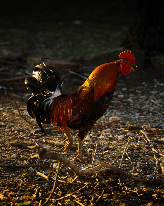 Morning Rooster in Wind
