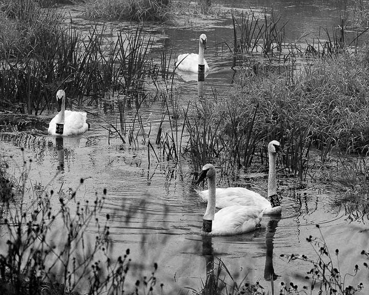 The 4 Trumpeters of Boxley Mill Pond