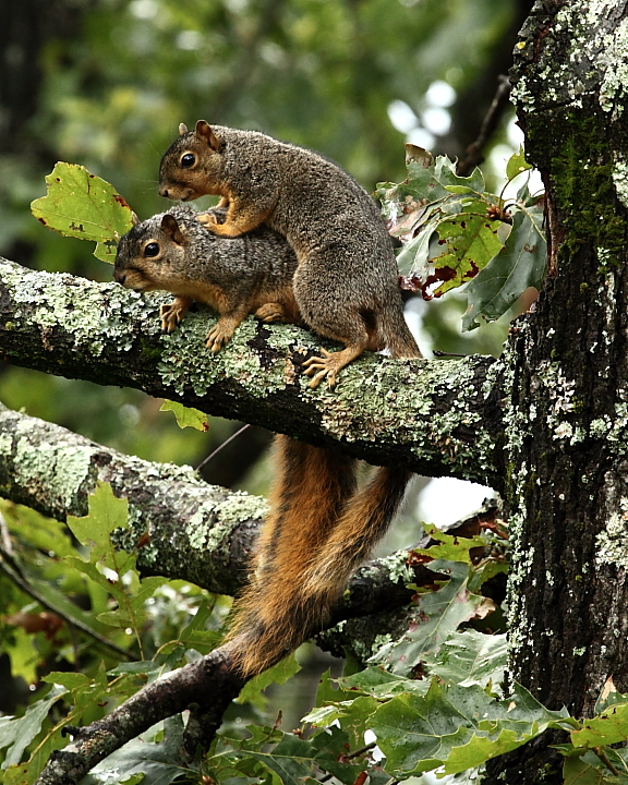 Squirrel Massage