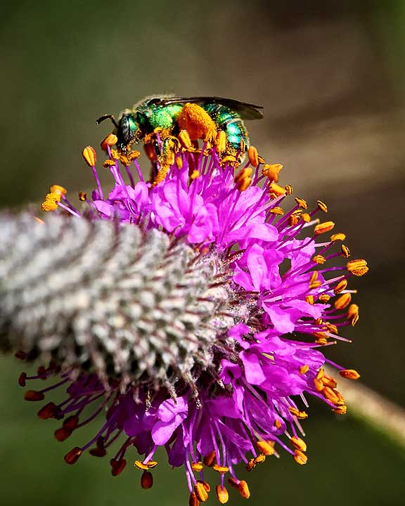 105327-blue-vervain-and-augochlora-sweat-bee-8x10.jpg