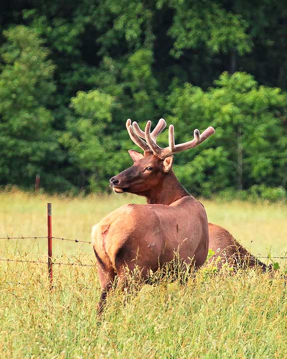 106672-bull-elk-in-velvet-10x8-web.jpg