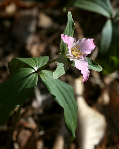 0094 pink wakerobin web.JPG