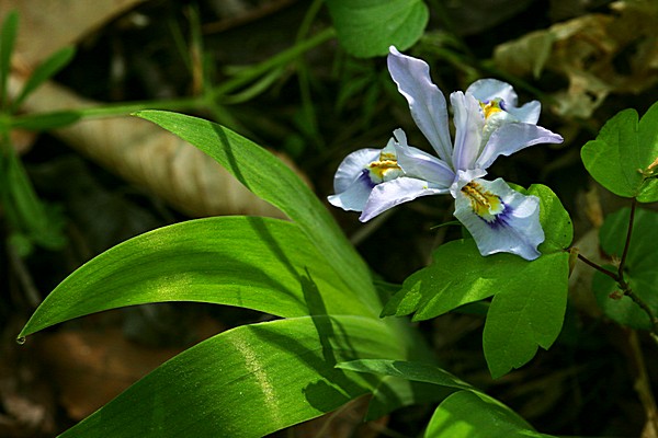 0257 crested iris web.jpg