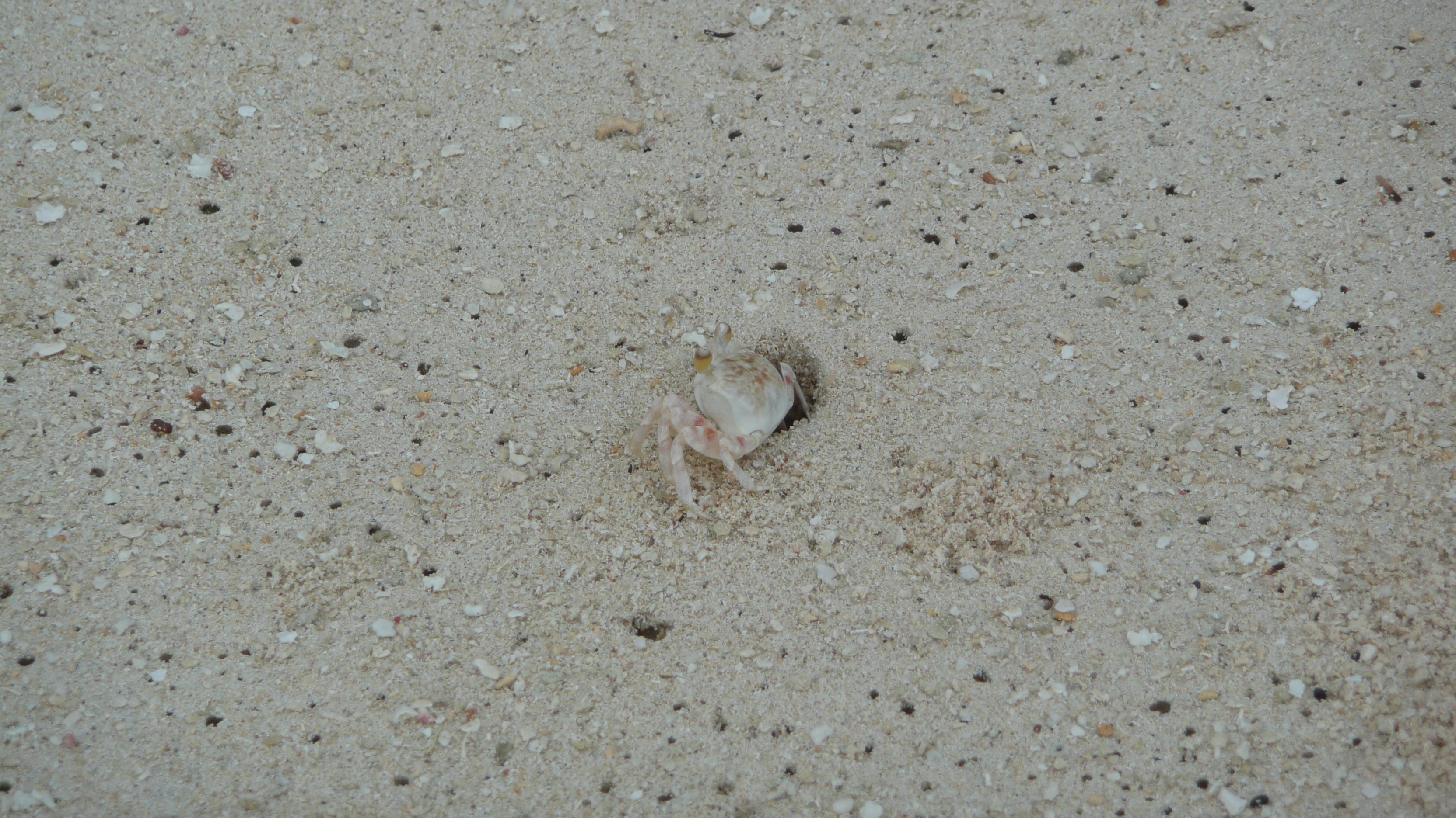 There were also crabs who lived in holes.  At night, with a flashlight, we could see hundreds on the beach.