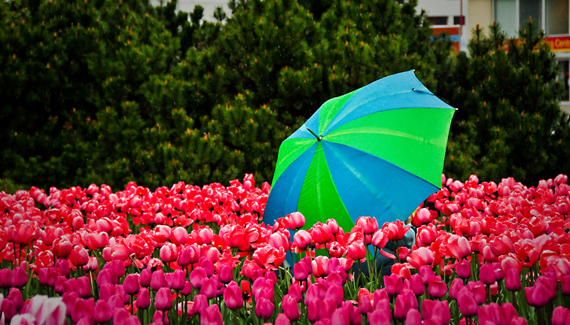 Une journe pluvieuse parmi les tulipes