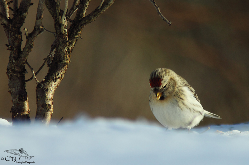 Mealy redpoll