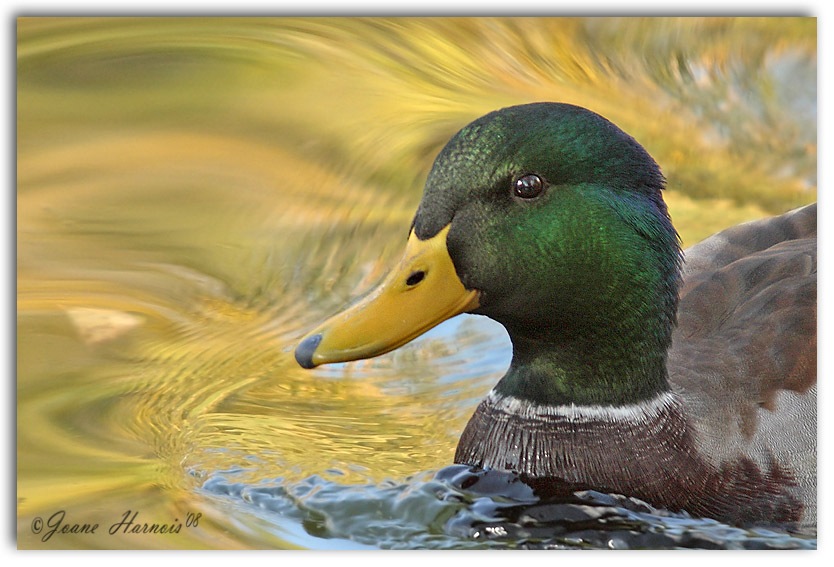 Canard Colvert