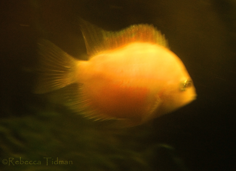 Happily Swimming