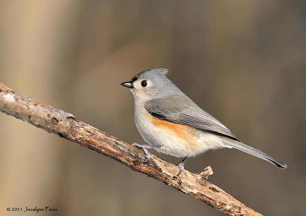 Msange bicolore / Tufted Titmouse