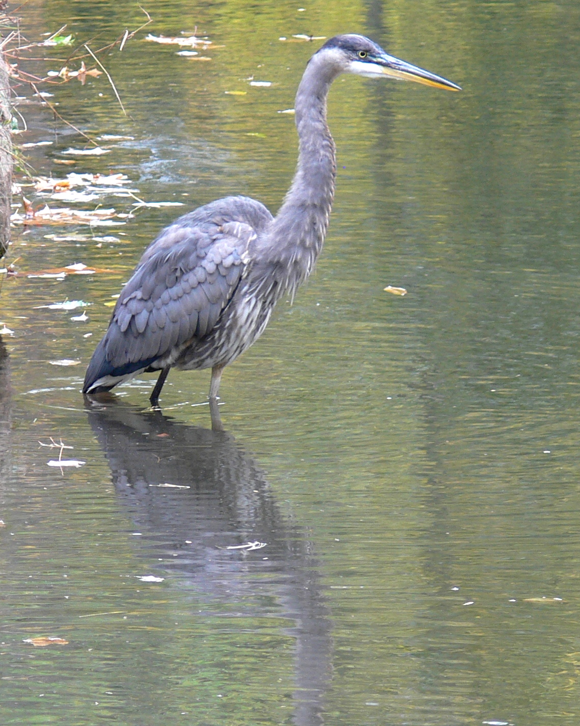 Great Blue Heron juvenile